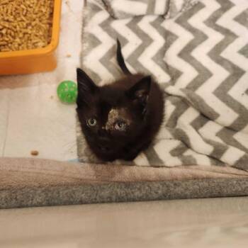 Tilly -  Domestic Short Hair Cat for Adoption in Valdosta, Georgia - Tilly | PetCurious