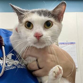 Olivia -  Domestic Short Hair Cat for Adoption in Prince Frederick, Maryland - Olivia | PetCurious