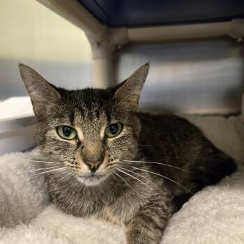 Domestic Short Hair Cats Available for Adoption - Wilma | PetCurious
