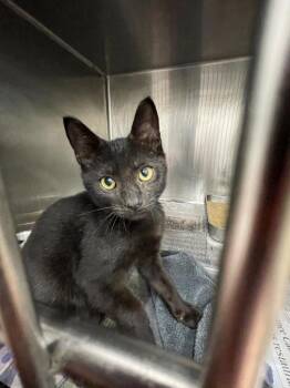 Domestic Short Hair Cats Available for Adoption in Angola, Indiana - Church | PetCurious
