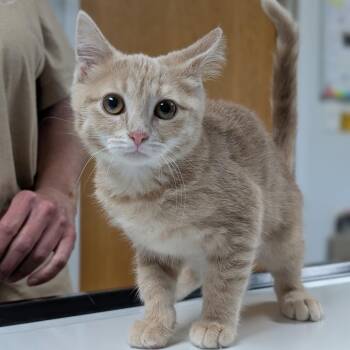 Cleo -  Domestic Short Hair Cat for Adoption in Canton, Illinois - Cleo | PetCurious