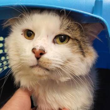 Bart -  Domestic Long Hair Cat for Adoption in New York, New York - Bart | PetCurious