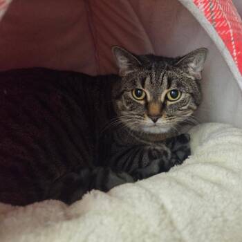 Sophie -  Domestic Short Hair Cat for Adoption in Ballston Spa, New York - Sophie | PetCurious