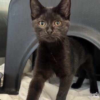 Croissant -  Domestic Short Hair Cat for Adoption in Washington, District Of Columbia - Croissant | PetCurious