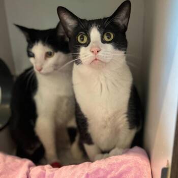 Domestic Short Hair Cats Available for Adoption in Matteson, Illinois - Malnati | PetCurious