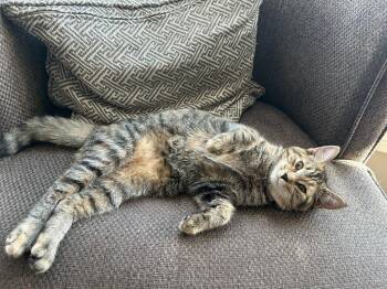 Valerie -  Domestic Short Hair Cat for Adoption in Arthur, Ontario - Valerie | PetCurious