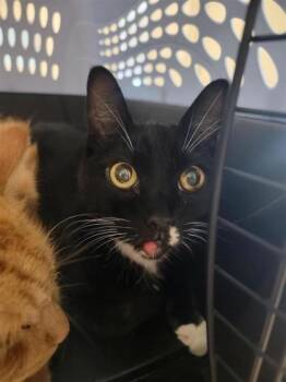 Rescue Domestic Short Hair Cats for Adoption in Largo, Florida - Harvey | PetCurious