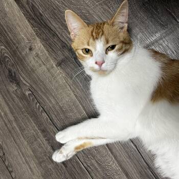Rescue Domestic Short Hair Cats for Adoption in Manchester, New Hampshire - Sunny | PetCurious