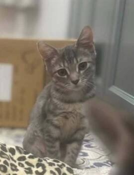 AMY -  Domestic Short Hair Cat for Adoption in Westminster, Maryland - AMY | PetCurious