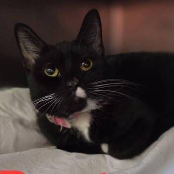 Rescue Tuxedo Cats for Adoption in Martinsburg, West Virginia - Boots | PetCurious