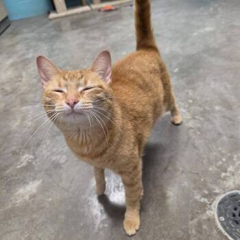 Nahla -  Domestic Short Hair Cat for Adoption in Chilton, Wisconsin - Nahla | PetCurious