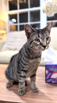 Rescue Domestic Short Hair and Tabby Cats for Adoption in Gaithersburg, Maryland - Bubble | PetCurious