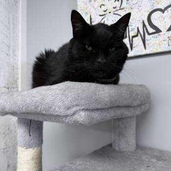 Rescue Domestic Short Hair Cats for Adoption in Momence, Illinois - Liberty | PetCurious