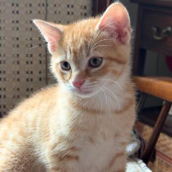 Domestic Short Hair Cats Available for Adoption in Huntsville, Alabama - Cooper | PetCurious