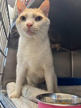 John Hamm -  Tabby Cat for Adoption in New Kensington, Pennsylvania - John Hamm | PetCurious