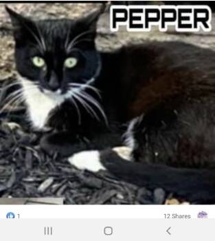 Rescue Domestic Short Hair Cats for Adoption in Westbury, New York - Pepper Westbury | PetCurious