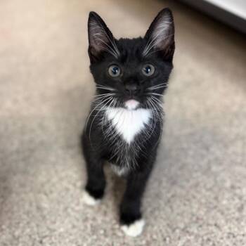 Basil -  Domestic Short Hair Cat for Adoption in Sarasota, Florida - Basil | PetCurious
