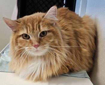 Rescue Domestic Long Hair Cats for Adoption in Fremont, Ohio - Buffy | PetCurious