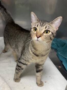 Storm -  Domestic Short Hair Cat for Adoption in Little Rock, Arkansas - Storm | PetCurious