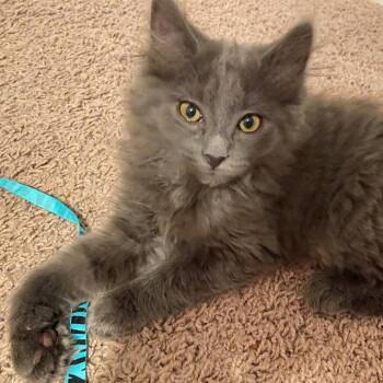 Kyia -  Maine Coon Cat for Adoption in Georgetown, Kentucky - Kyia | PetCurious