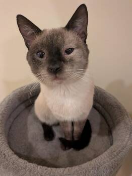 Equinox -  Domestic Short Hair Cat for Adoption in Alexandria, Virginia - Equinox | PetCurious