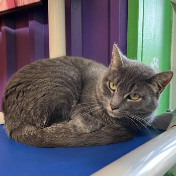 Domestic Short Hair Cats Available for Adoption in Pauls Valley, Oklahoma - Roger | PetCurious