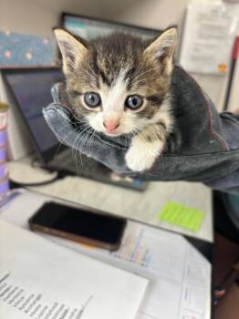 Phlox -  American Shorthair Cat for Adoption in Van Wert, Ohio - Phlox | PetCurious