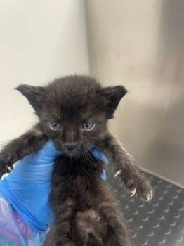 Beach Ball -  Domestic Short Hair Cat for Adoption in Roseville, California - Beach Ball | PetCurious
