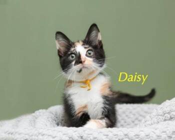 Daisy -  Domestic Short Hair Cat for Adoption in Parma, Ohio - Daisy | PetCurious