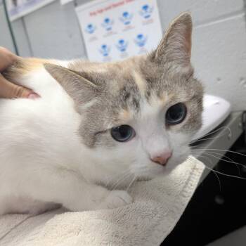Nala -  Domestic Short Hair Cat for Adoption in West Olive, Michigan - Nala | PetCurious