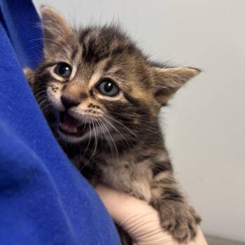 Gargantuan the Destroyer -  Domestic Short Hair Cat for Adoption - Gargantuan The Destroyer | PetCurious