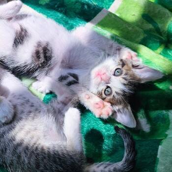 Domestic Short Hair Cats Available for Adoption in Kansas City, Missouri - Lennie | PetCurious