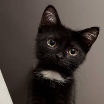 Charlotte -  Domestic Short Hair Cat for Adoption in Powdersville, South Carolina - Charlotte | PetCurious