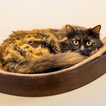 Clementine -  Domestic Long Hair Cat for Adoption in Las Vegas, Nevada - Clementine | PetCurious