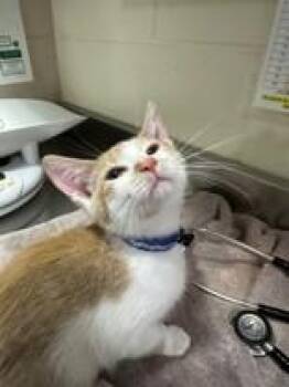 Etude -  Domestic Short Hair Cat for Adoption in Manitowoc, Wisconsin - Etude | PetCurious