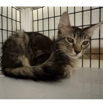 Apollo -  Tabby and Domestic Medium Hair Cat for Adoption in Humble, Texas - Apollo | PetCurious
