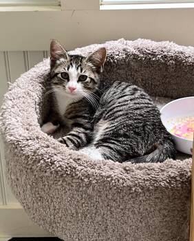 Aurora -  Domestic Short Hair Cat for Adoption in Wading River, New York - Aurora | PetCurious