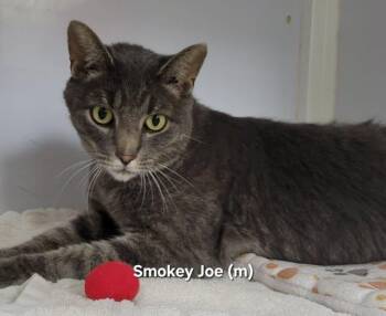 Smokey Joe -  Domestic Short Hair Cat for Adoption in Mazon, Illinois - Smokey Joe | PetCurious