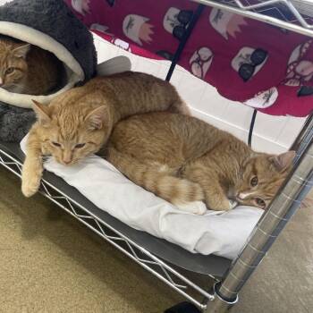 Domestic Short Hair Cats Available for Adoption - Mani-Scotti 2026 | PetCurious