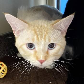 Domestic Medium Hair Cats Available for Adoption - Duck | PetCurious