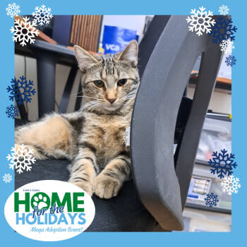 Rescue Domestic Short Hair Cats for Adoption - Asher | PetCurious