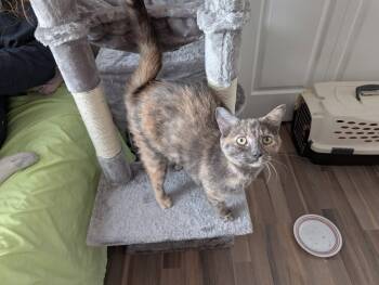 Domestic Short Hair Cats Available for Adoption - Meri & Winter | PetCurious