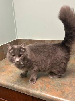 Domestic Long Hair Cats Available for Adoption - Garison | PetCurious