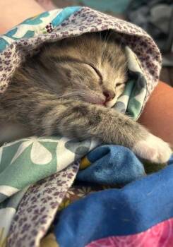 Sully -  Domestic Short Hair Cat for Adoption in Williamsport, Pennsylvania - Sully | PetCurious