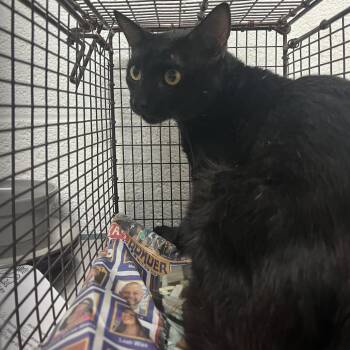 Lightning McQueen -  Domestic Short Hair Cat for Adoption in Edinburg, Texas - Lightning McQueen | PetCurious