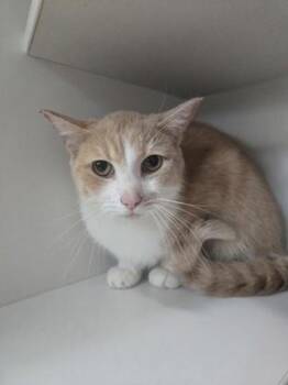 Tanner -  Domestic Short Hair Cat for Adoption in Savannah, Georgia - Tanner | PetCurious
