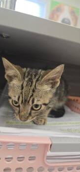 Drumstick -  Domestic Short Hair Cat for Adoption in Orange, Virginia - Drumstick | PetCurious