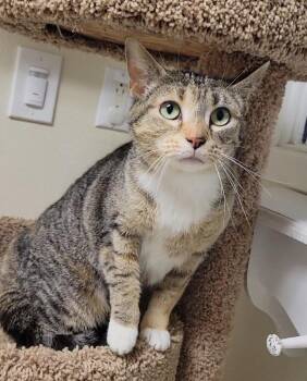 Domestic Short Hair Cats Available for Adoption in Sandusky, Ohio - ARIA | PetCurious