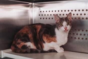 92960A Victory -  Domestic Short Hair Cat for Adoption in North Charleston, South Carolina - 92960A Victory | PetCurious