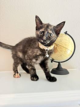 Hermione -  Tortoiseshell Cat for Adoption in Houston, Texas - Hermione | PetCurious